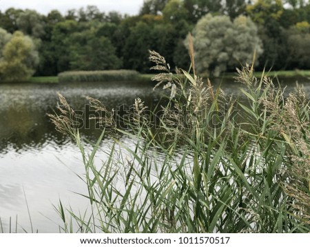 Lake in Nesvizh Park. Nyasvizh, Nieśwież, Nesvizh, Niasvizh, Nesvyzhius, Nieświeżh, in Minsk Region. Site of residential castle of the Radziwill family. 