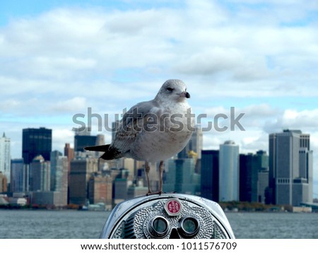 Bird standing on New York city  NYC view binoculars, with NYC skyline in the background