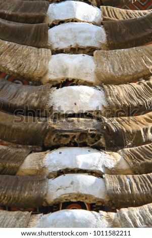 Buffalo Horns Sulawesi