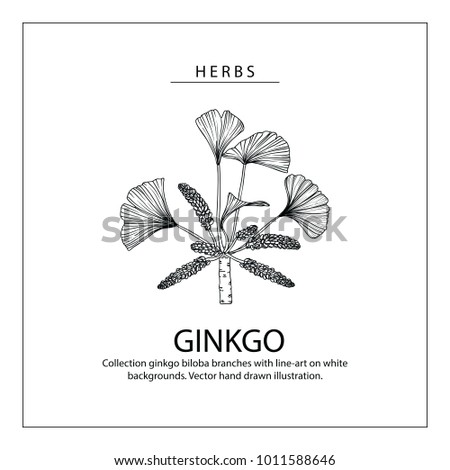 Collection ginkgo biloba branches with line-art on white backgrounds. Vector hand drawn illustration.