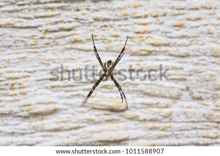 spider on the stone wall.