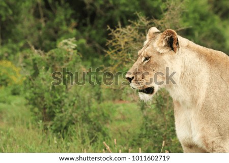 A close up image of a lioness in the Addo Elephant National Park near Port Elizabeth, South Africa. 
