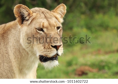 A close up shot of a lioness (Panthera Leo).