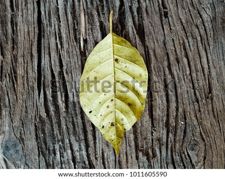 The leaves are dry.The background is wood. Surface eroded by time,Old wood background. 