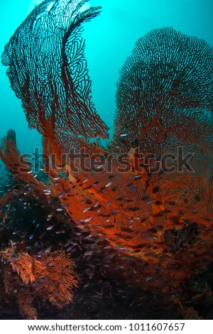 Damsel fish school swarming a sea fan