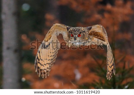 A great strong brown owl with huge red eyes flying through the forest directly to the photographer on a red and green trees background. Eurasian Eagle Owl, Bubo bubo. Royalty-Free Stock Photo #1011619420