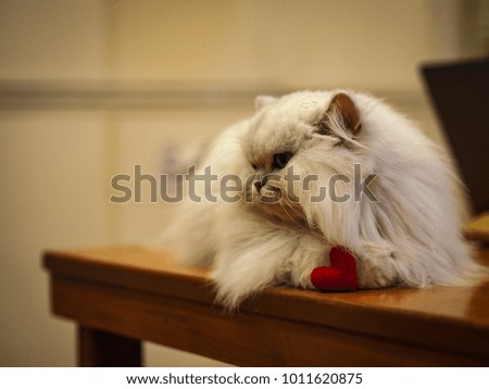 Cute cat, red heart, for beautiful love.