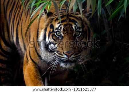 Beautiful Sumatran tiger on the prowl Royalty-Free Stock Photo #1011623377