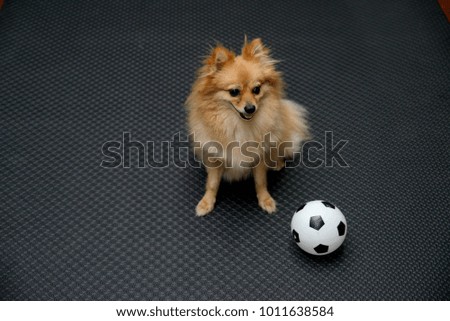 Cute and lovely brown Pomeranian puppy dog sitting with football at the side on black rubber mat background