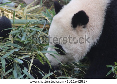 Panda chewing bamboo these pandas are endangered due to habitat loss. they are a national symbol of china and the chinese government has been taking steps in conservation.