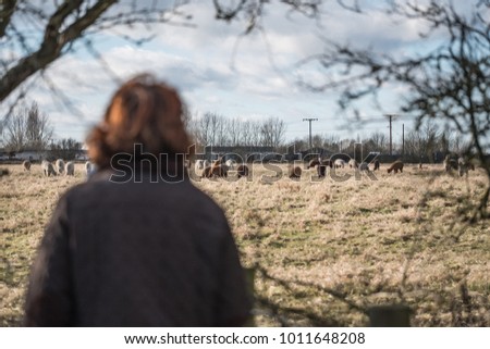 Out of focus woman seen looking at a distant herd of Alpaca's seen at an Alacpa farm in the East of England. The woman is seen looking at the herd from the perimeter fencing which surrounds the meadow