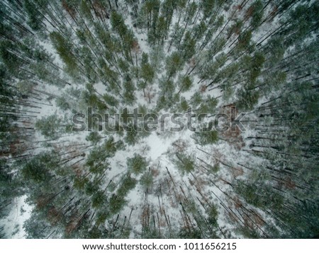 Winter forest. View from above. The photo was taken with a drone. Pine and fir forest in the snow.