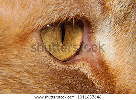 macro shot of a cat's eye