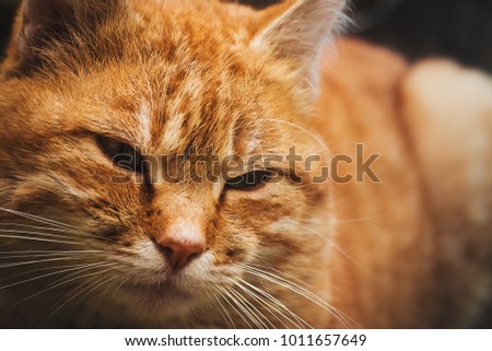 cat cats eye