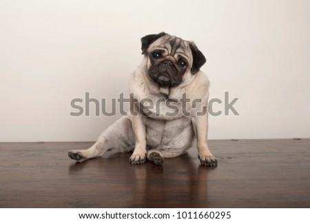 sweet funny pug puppy dog sitting down on wooden ground, on plain background