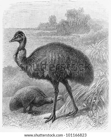 Drawing of Emu bird (Dromaius novaehollandiae) from the end of 19th century - Picture from Meyers Lexicon books collection (written in German language) published in 1908, Germany.
