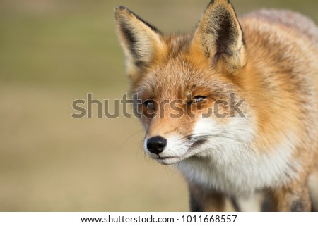 Red Fox Face in A Nature Background 