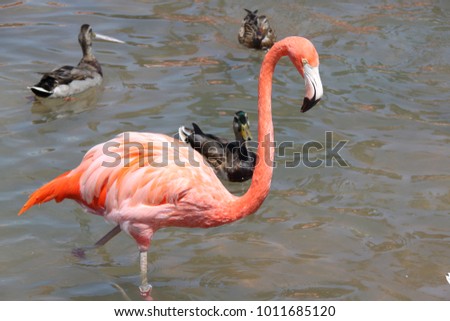 Gorgeous pink flamingo standing in water with other birds on background. Beautiful backgrounds.