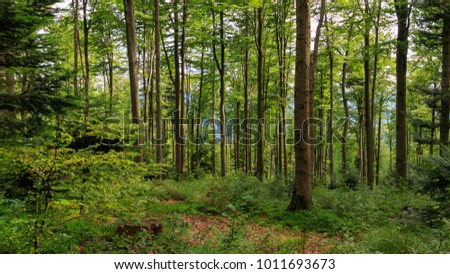 forest in the south of Poland Royalty-Free Stock Photo #1011693673