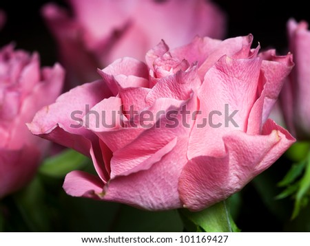 Beautiful pink Rose