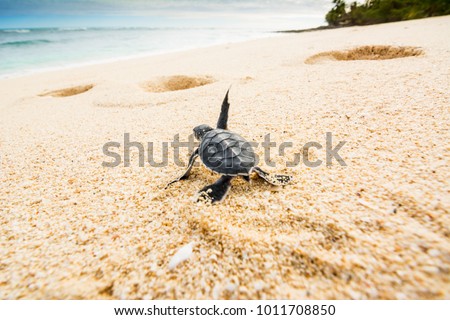 Just born turtles instinctively go towards the sea to find a safe place that allows them to survive Royalty-Free Stock Photo #1011708850