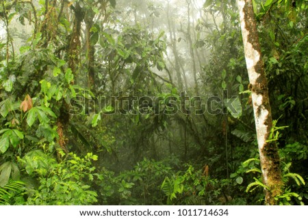 Landscape around the rain forest, Ecuador