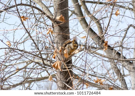 squirrel eating a large nut on very thing branches
