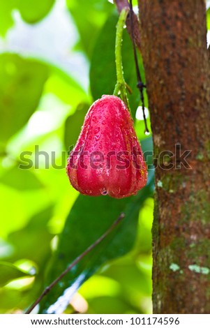 red rose apple after rain on tree in garden,Thailand