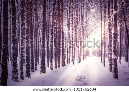 Winter snowy fir tree forest. Winter Nature  landscape outdoor background. Toned.