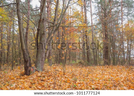 Autumn landscape in pine forest. Nature in the vicinity of Pruzhany, Brest region,Belarus.