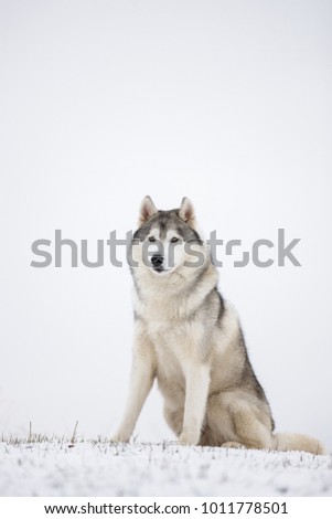 Gray Siberian husky sits in the snow. Portrait of a dog. A dog on a natural background.