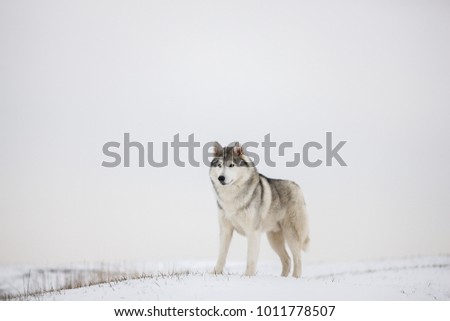 Gray Siberian husky stands in the snow. Portrait of a dog. A dog on a natural background.