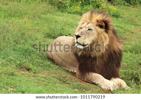 A picture of a lion lying on the ground in the Addo Elephant National Park near Port Elizabeth, South Africa. 