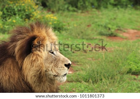 A picture  of a lion (Panthera leo) in the Addo Elephant National Park near Port Elizabeth, South Africa. 
