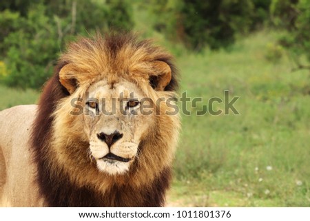 A close up shot  of a lion (Panthera leo) in the wild. 