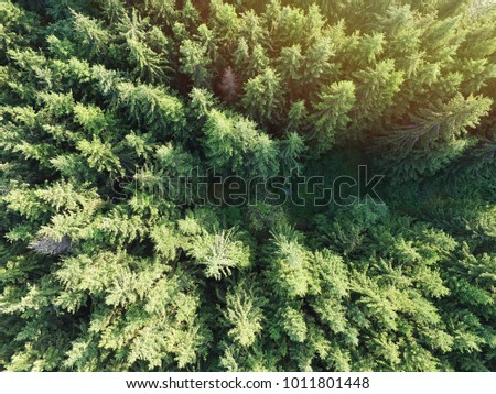 Spruce forest drone photo top view - Sunny forest aerial photo 