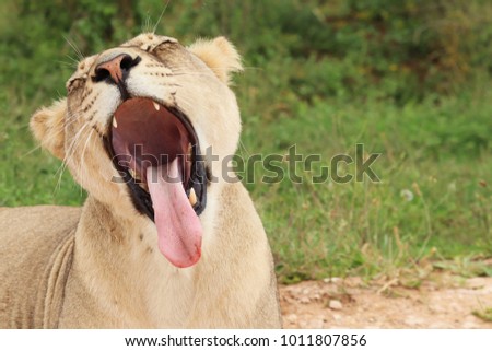 A close up shot of a roaring lioness 