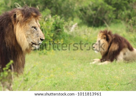 A picture of two stationary lions in the Addo Elephant national Park near Port Elizabeth, South Africa. 