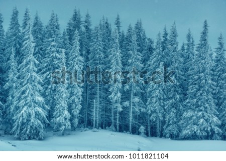 Beautiful tree in winter landscape. Snow-covered tree on a sky background.