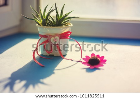 Valentine's Day, the day begins with a good mood - cactus with a heart symbol stands on a blue surface in rays of sun, next to a red flower on the window blurred background.