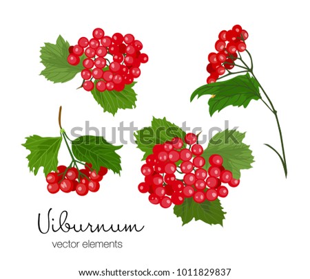 Vector illustration of viburnum berries set. Red berries and green leaves on tree branches. Hand drawn.