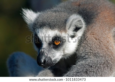 Close up photo of the head of a ring-tailed lemur