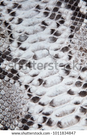 Natural grey and black snakeskin texture. Background picture. 
