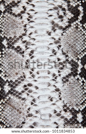 Natural grey and black snakeskin texture. Background picture. 