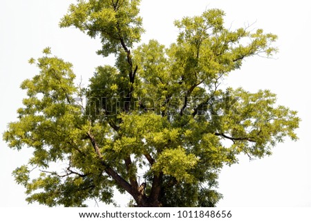 green tree on a white background