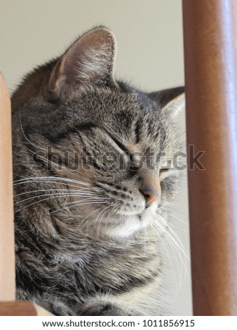 Striped tabby cat laying on stairs
