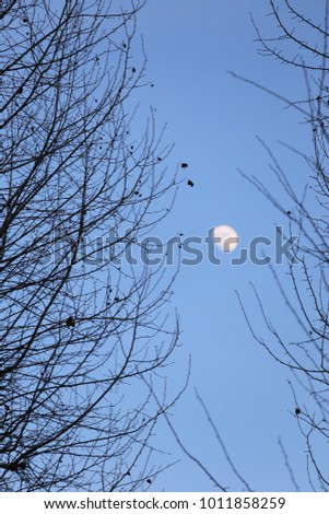 Abstract geometric view from bellow of two rows of branche silhouettes with a blue sky background. The white moon can be seen between the two rows. Leafless trees. Natural pattern taken in winter. 