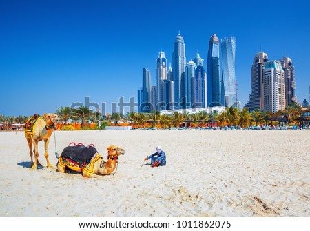  The camels on famous Jumeirah beach and skyscrapers in the backround, Dubai, United Arab Emirates Royalty-Free Stock Photo #1011862075
