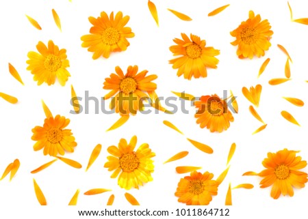 marigold flowers isolated on white background ( calendula flower ) top view