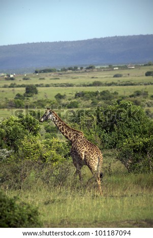 africa, masai mara/giraffes/